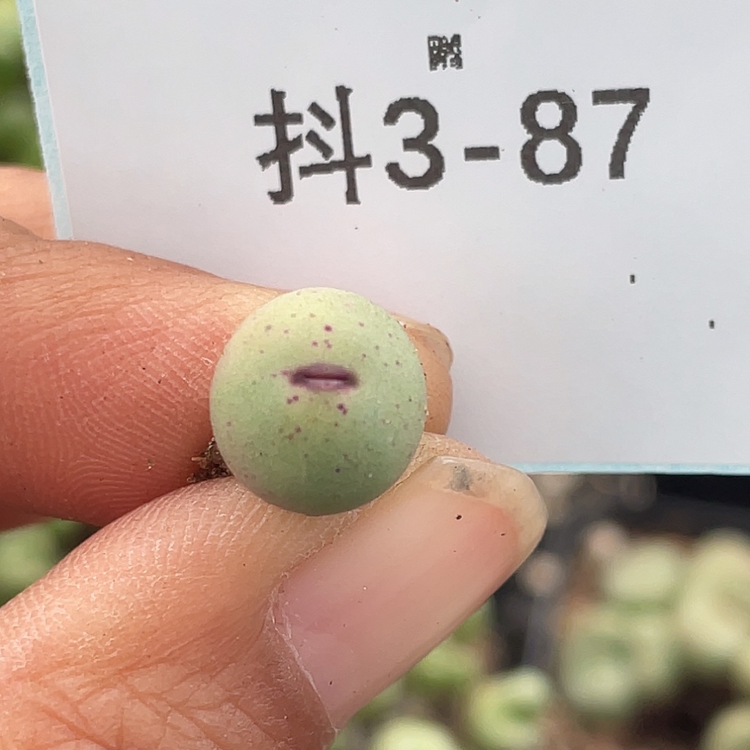 3-87嘴多肉植物肉锥