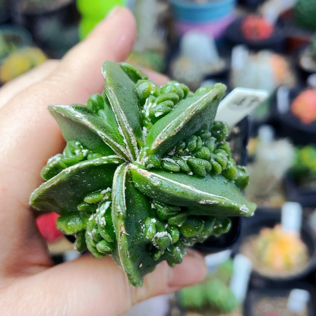 非偏远地区满25包邮仙人球