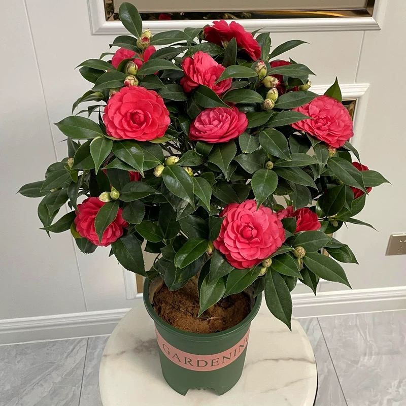 大红赤丹山茶花树带苞发货耐寒耐热好养易活室内外阳台庭院盆栽