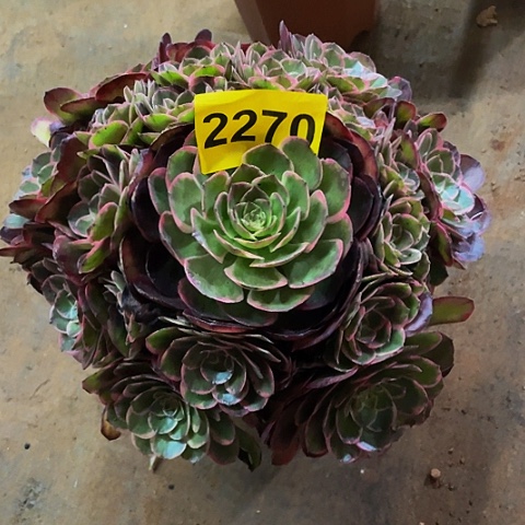 2270多肉植物多肉植物