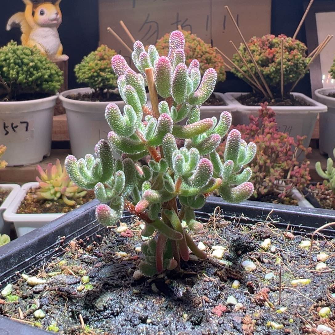 243冰晶一物一拍包开箱