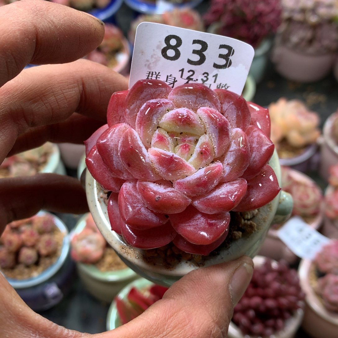 精控拇指盆12.31833