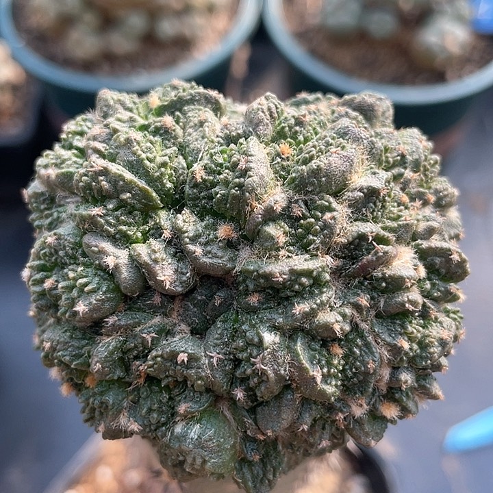 石化袖浦接6.5公分仙人球055