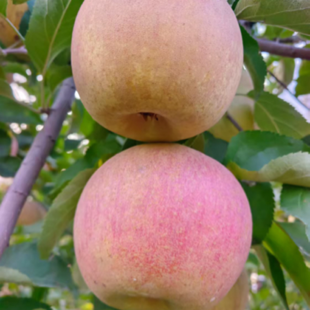 顺丰送货上门-国光苹果脆甜多汁6斤装