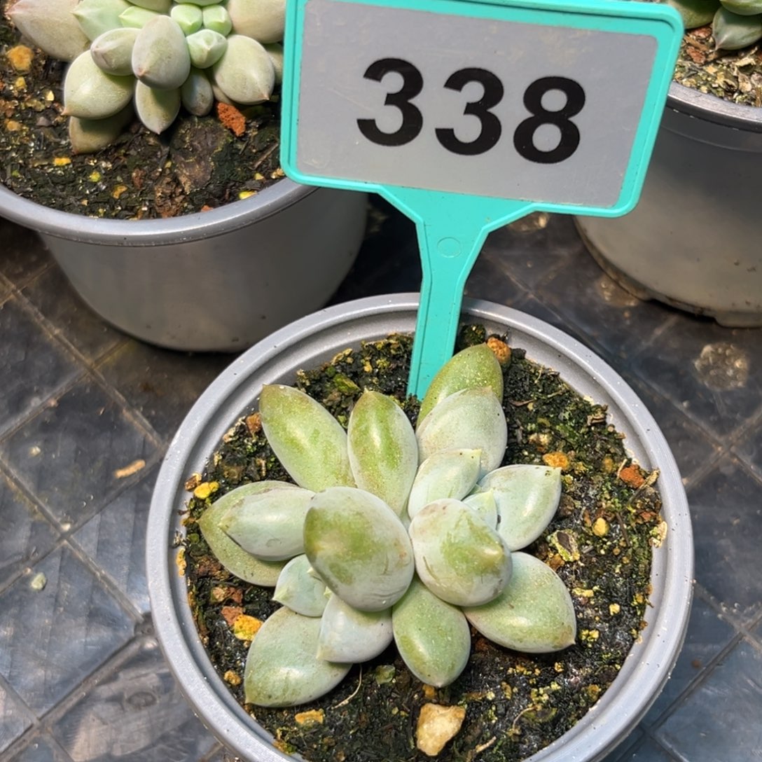 多肉植物胖体哥特群338