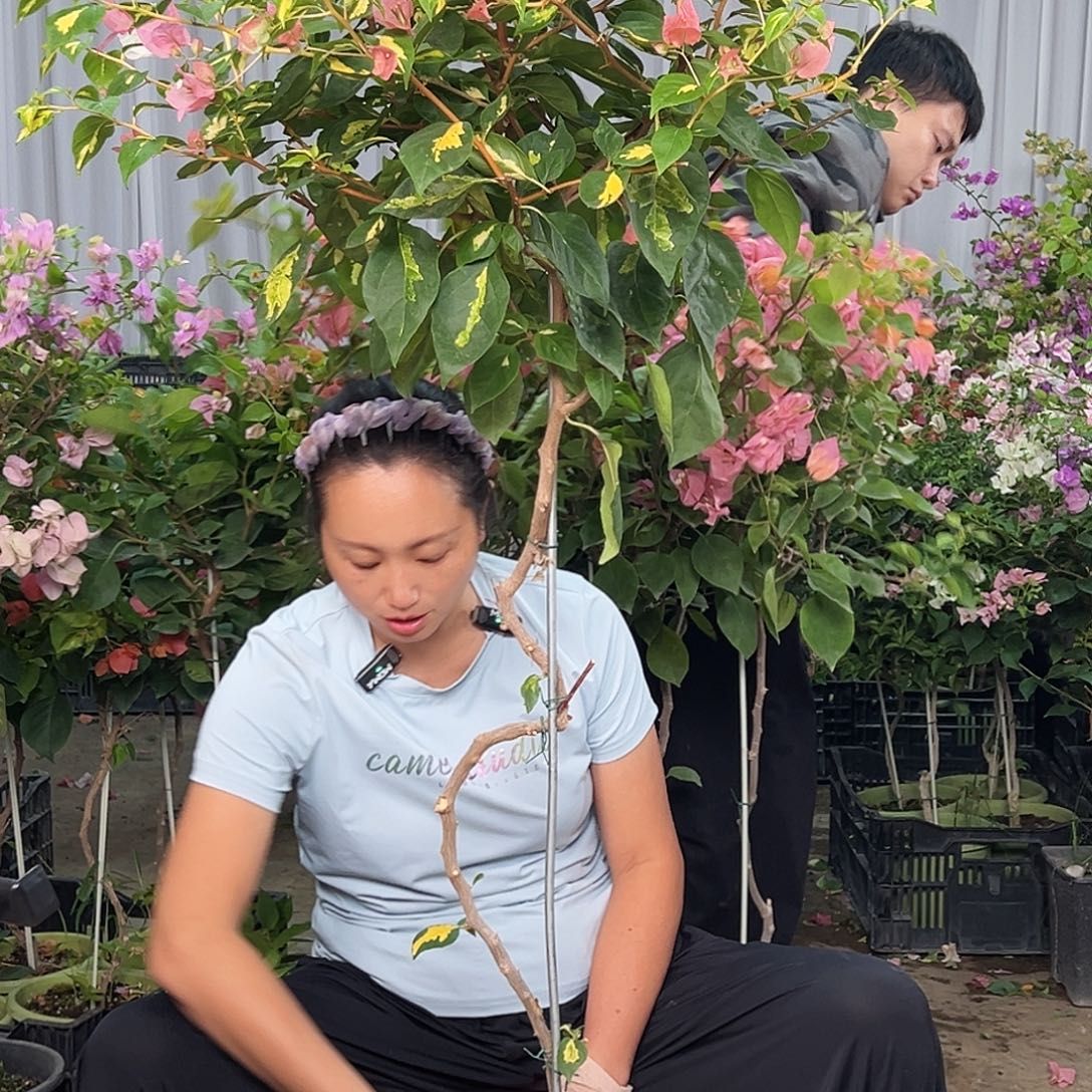 拂***尘大部分花苞少量开放B77橙白