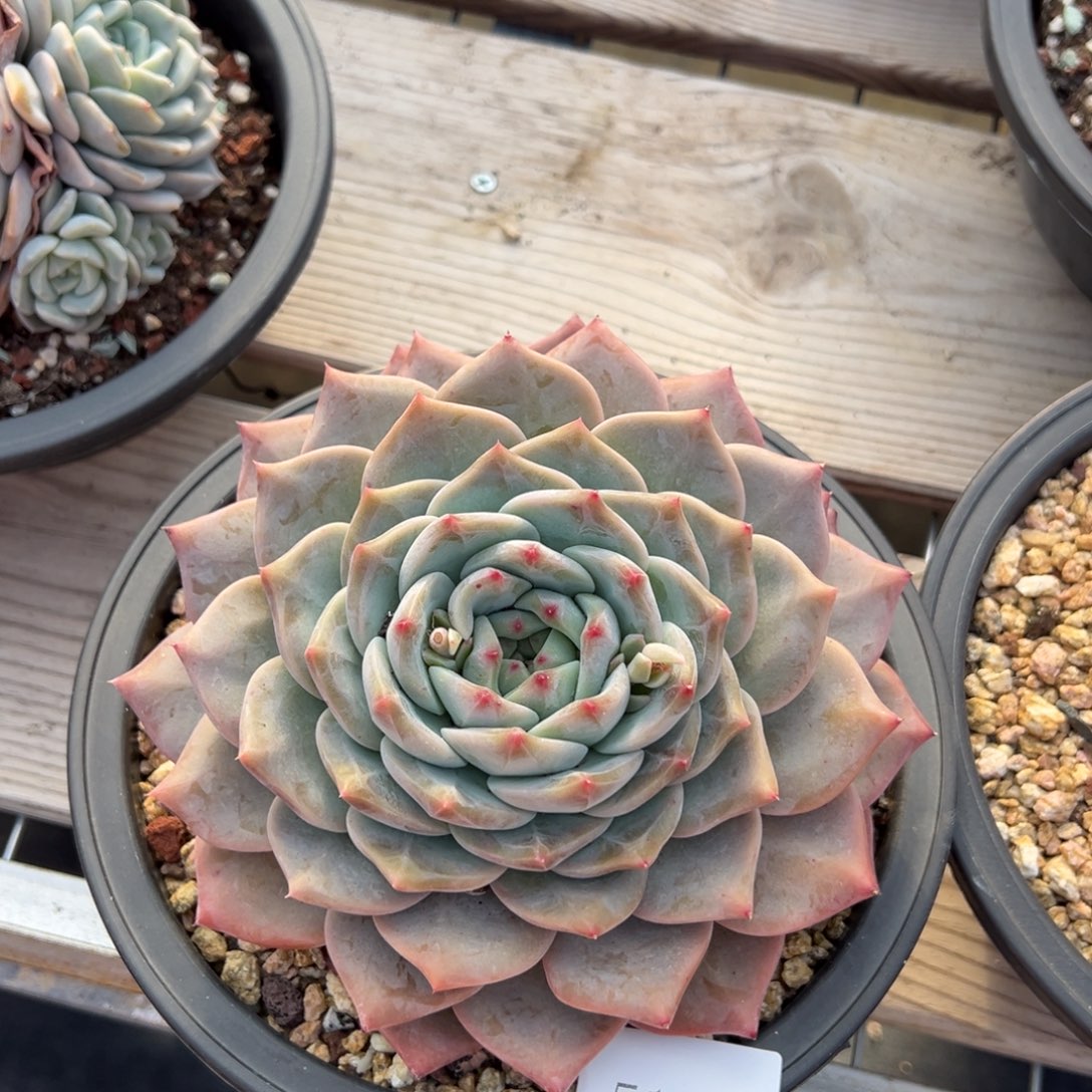 红5151肉肉肉肉肉肉肉肉