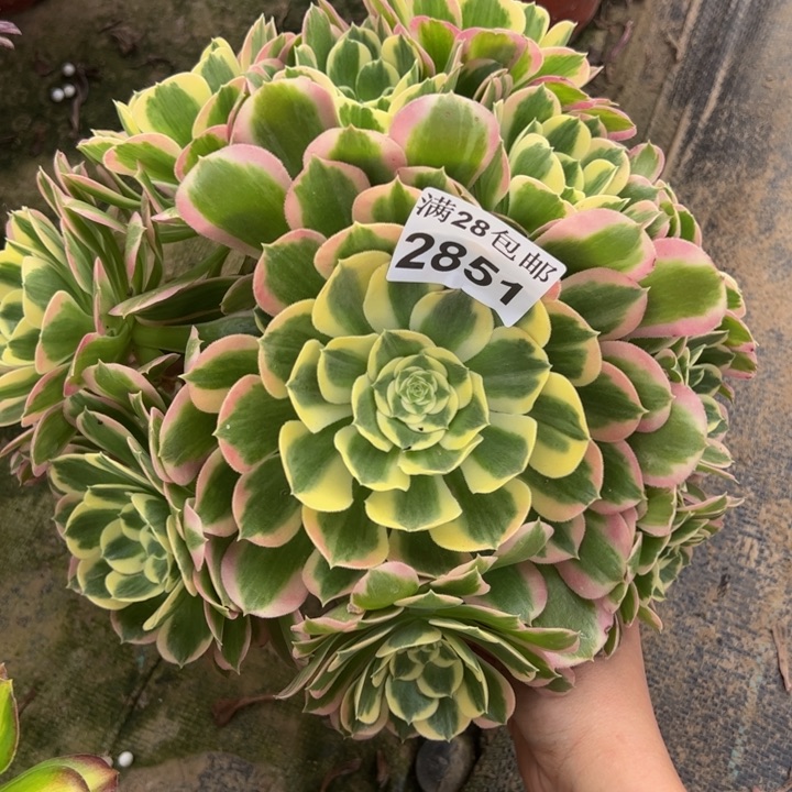 2851白凤多肉植物