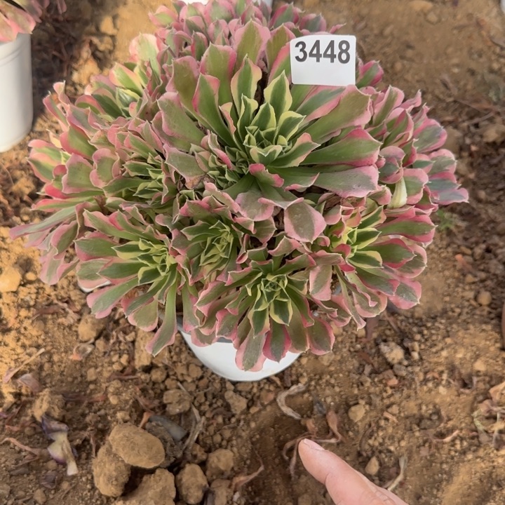 3448白凤清棚处理不包断枝