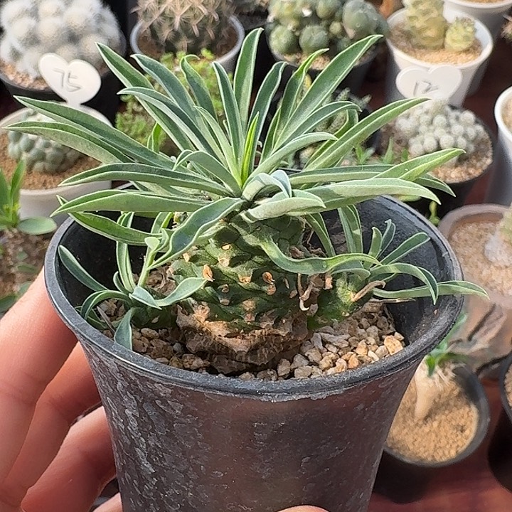 铁甲麒麟仙人球123