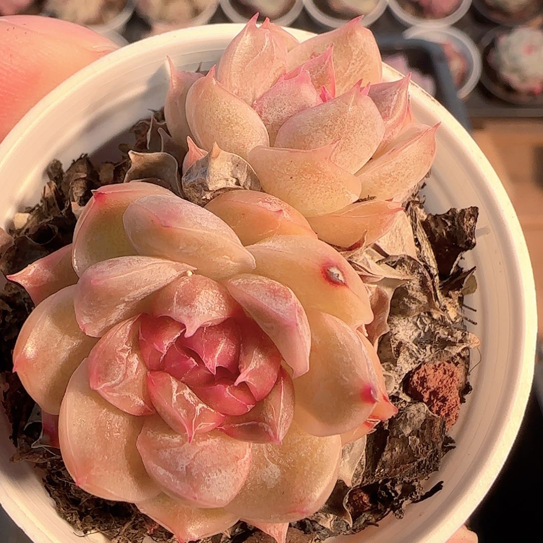 多肉1205-174福利