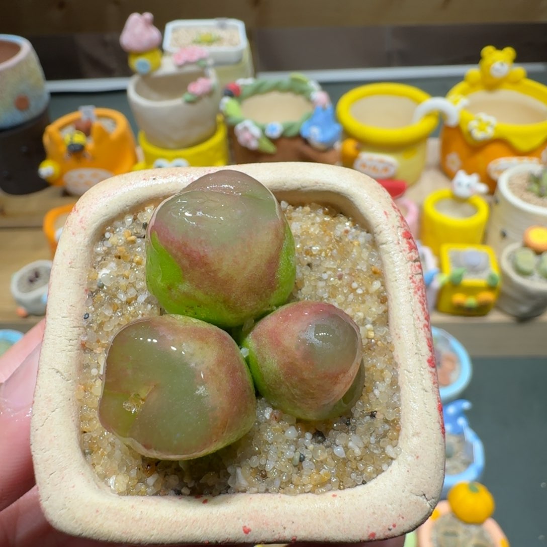 红陶蘑菇611毛汉尼