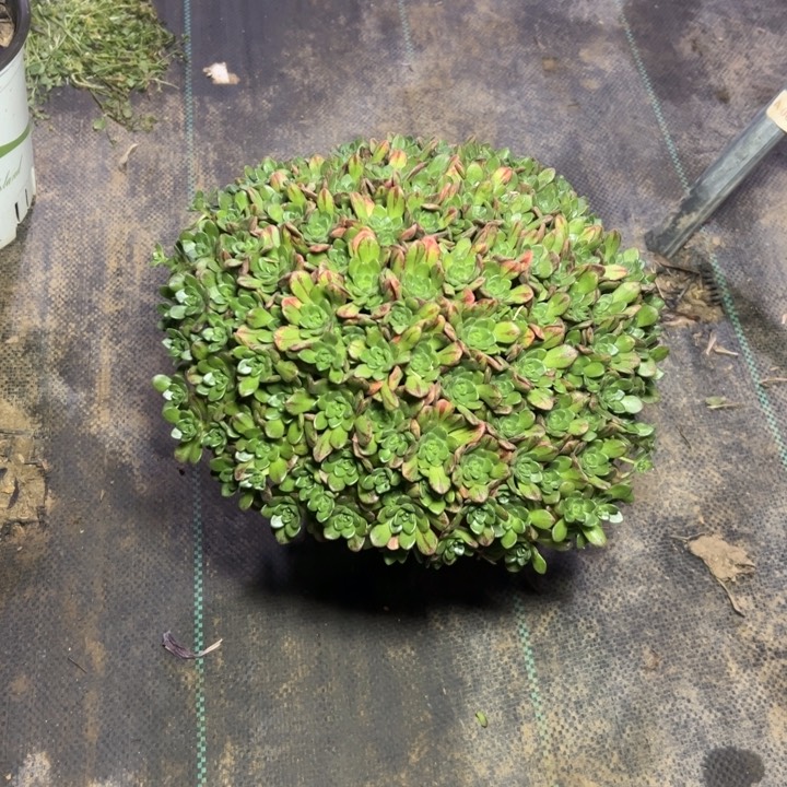 28小狐狸多肉多肉多肉