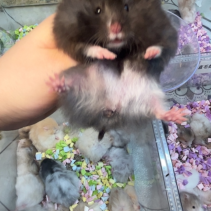直毛黑熊妹妹福利小鼠