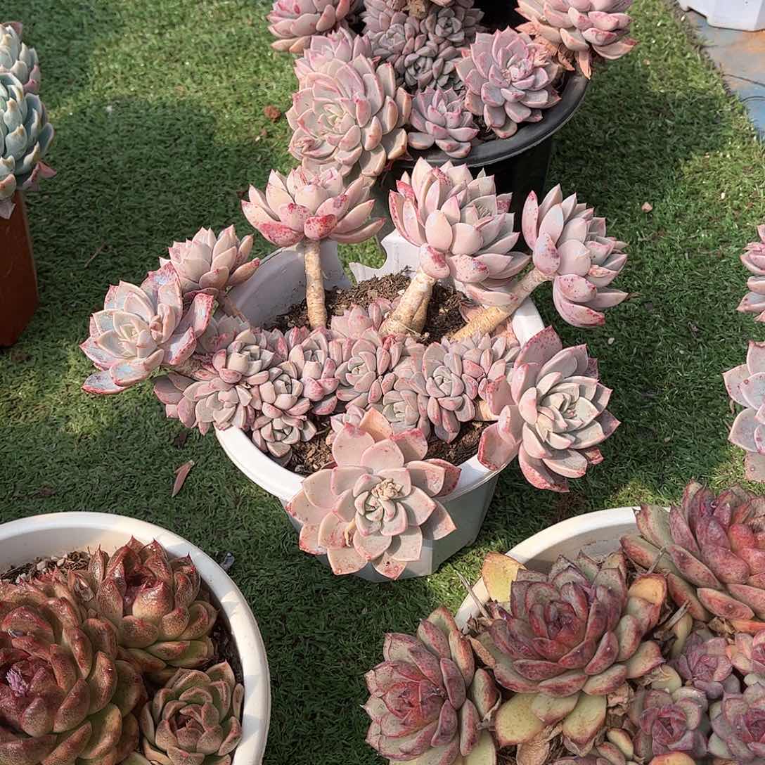 蕊*红粉佳人多肉植物30