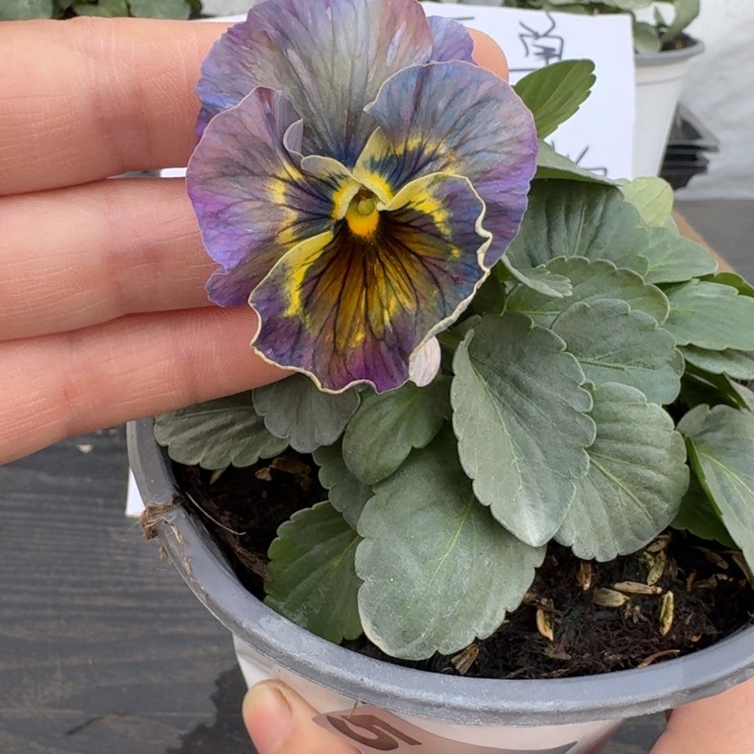 全部花朵517号神户蓝