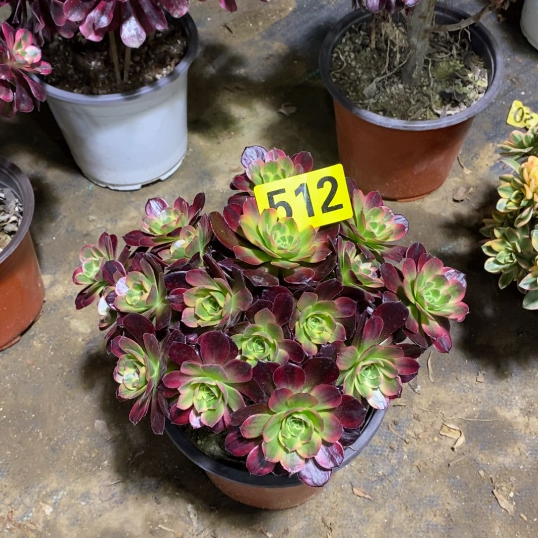 安娜多肉法师512