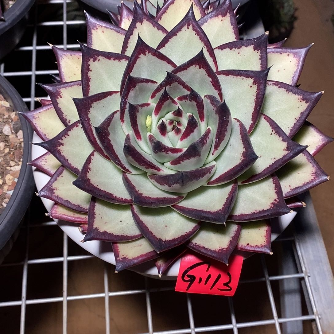 涛*龟多肉植物多肉植物1113