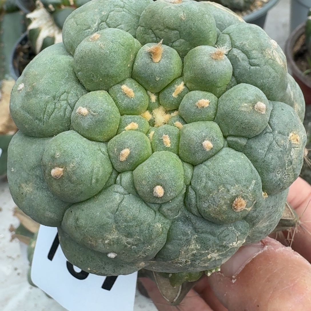 【闪购商品】大尤皱尤鲜797