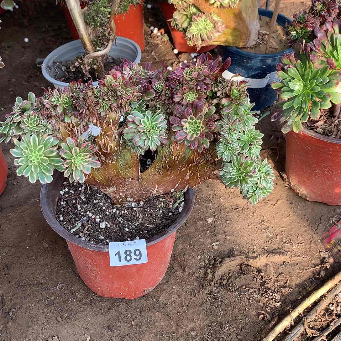 189朝霞缀化缀化