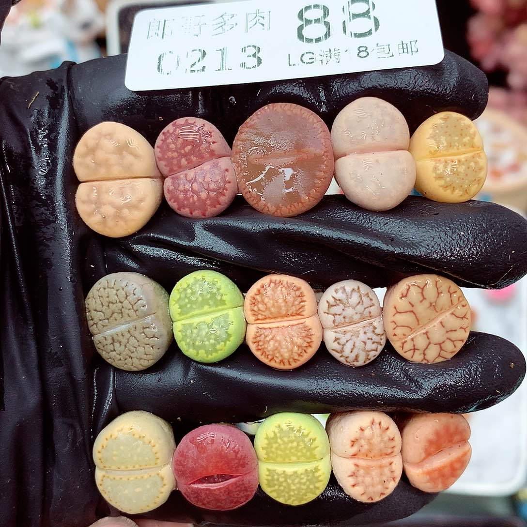 郎哥多肉生石花13-88