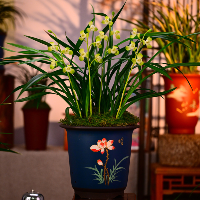 春剑铭品【翠湖春雪】高端紫砂盆栽好种好 易养活盆栽顺丰包邮