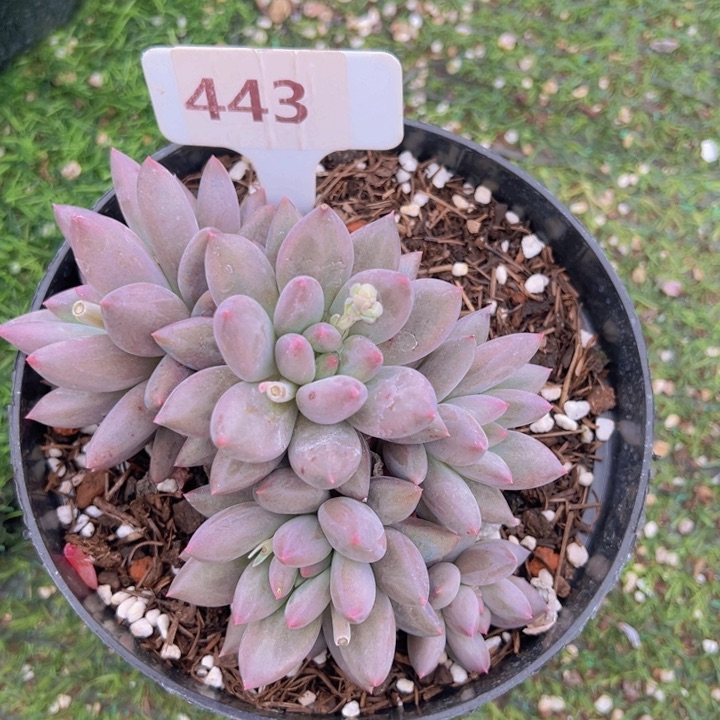 健健康康平平安安