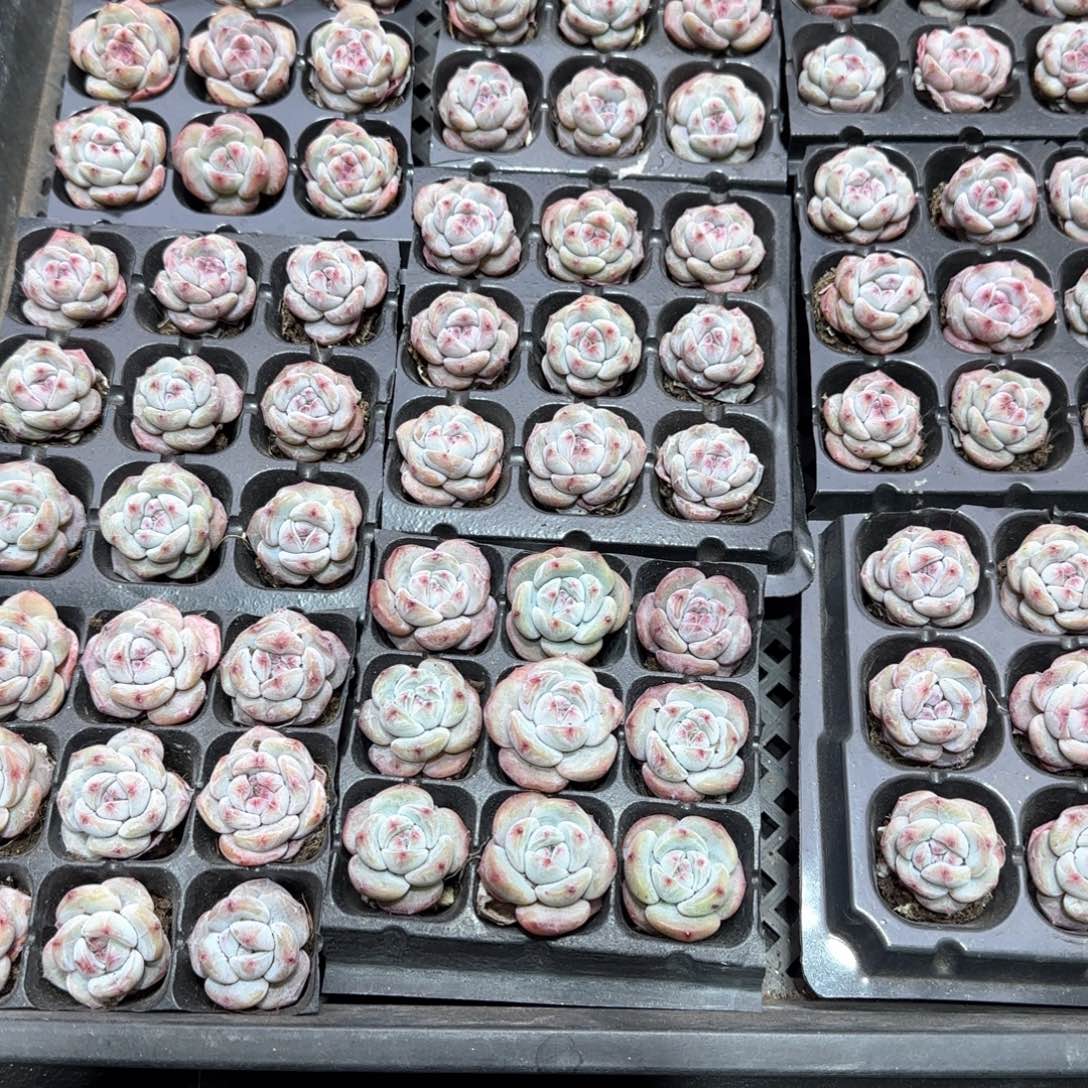 小脸圆叶石榴汁9颗哈哈哈哈哈哈