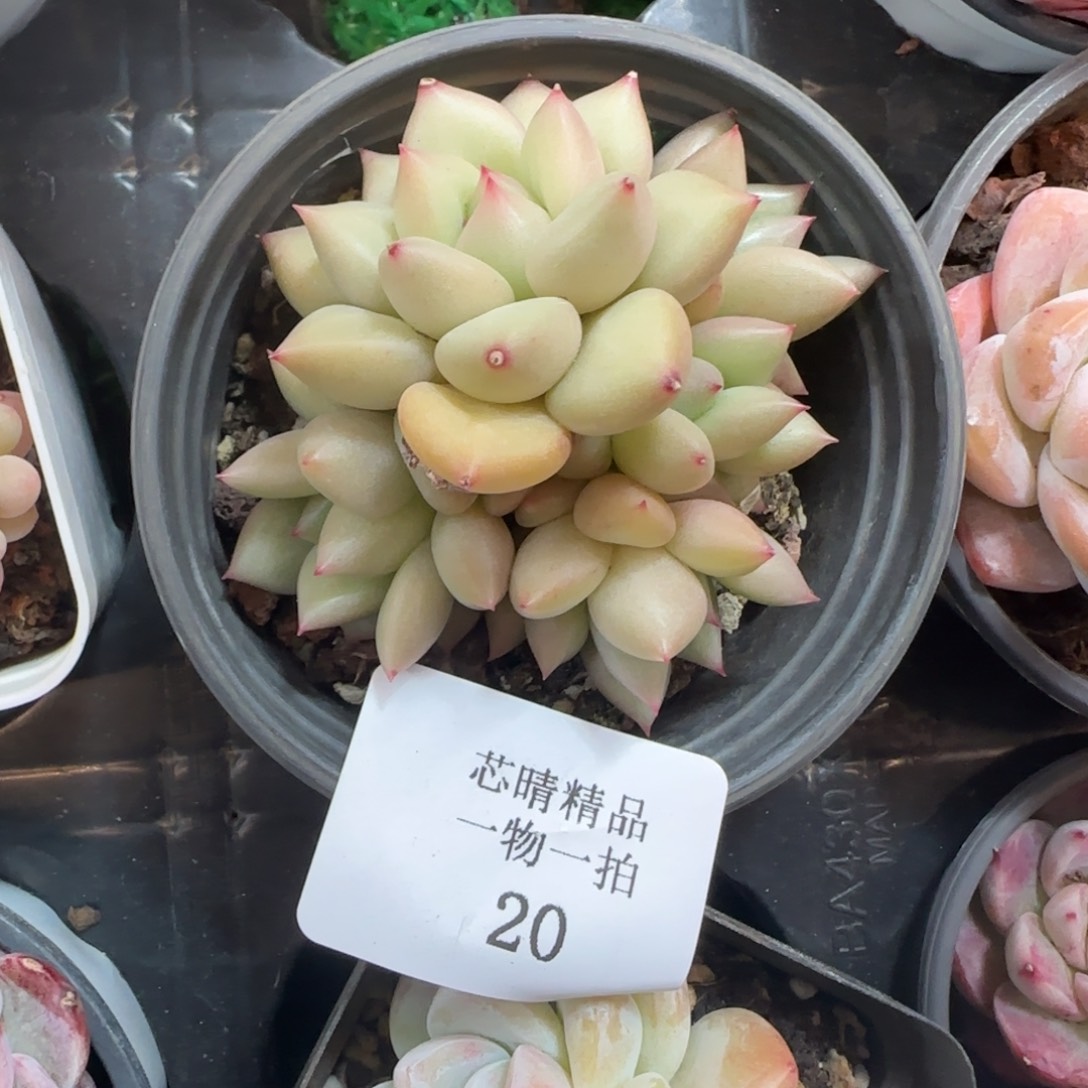 闪购精品多肉20号