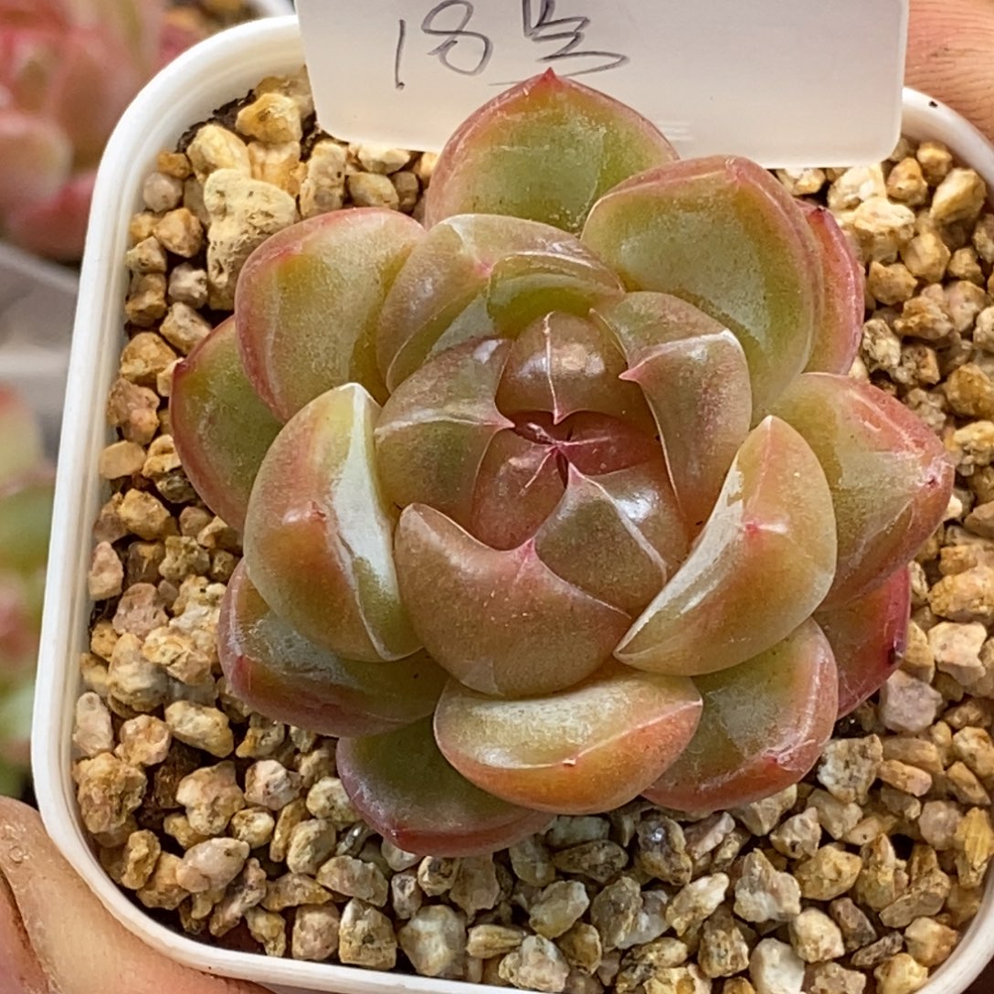 天官赐福百无禁忌