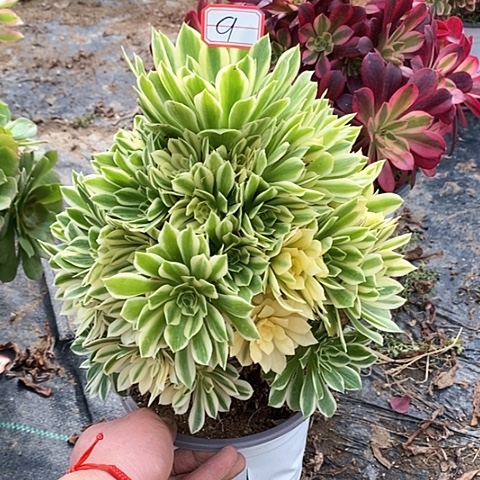 燕凝捧花老桩9链接