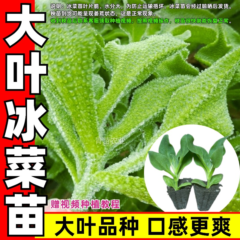 【赠种植方法视频】四季大叶冰菜苗秧苗冰草种子盆栽高产多茬采收