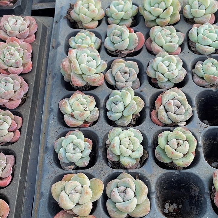 单头小冰玉1元带土发货