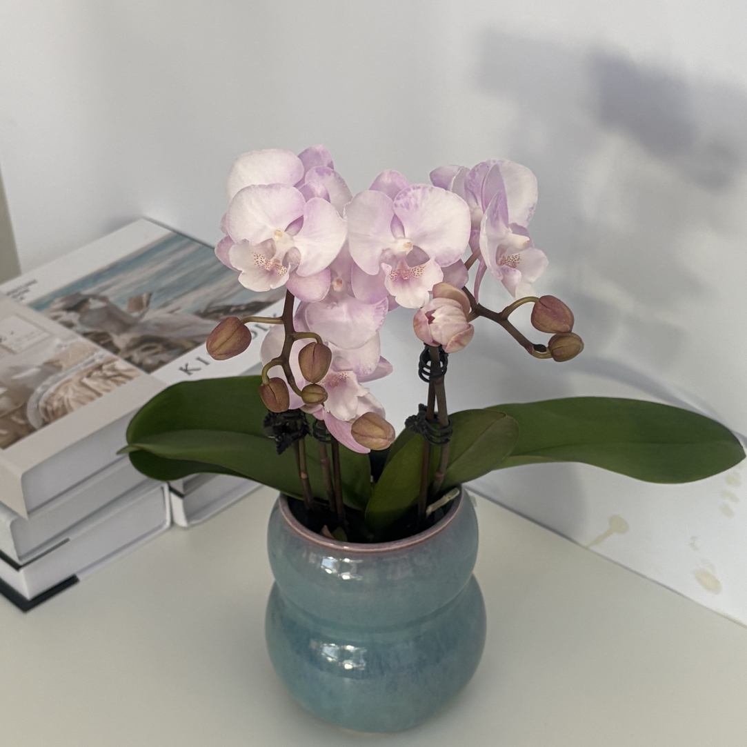 精品小花【雅兰达】蝴蝶兰室内盆栽带花带花苞发货