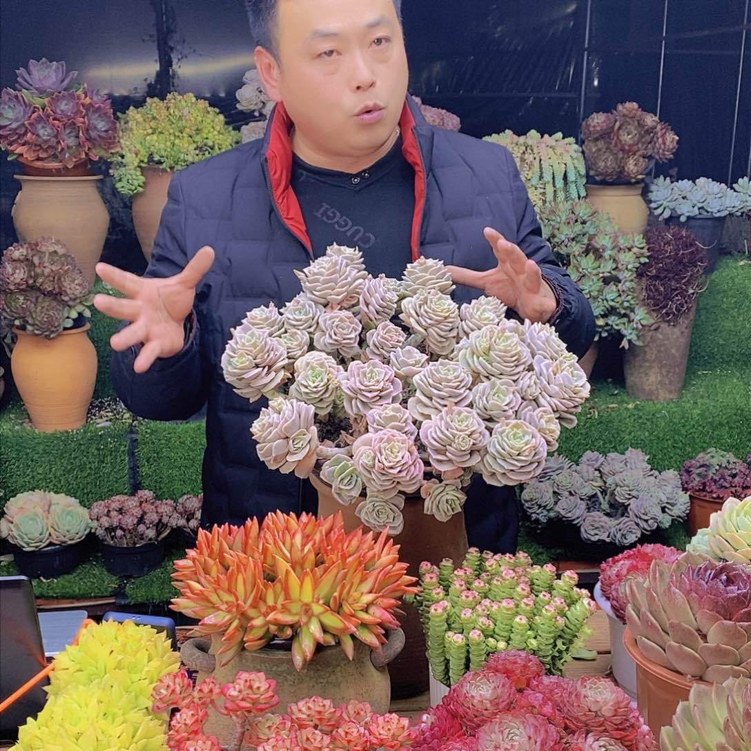 超大可爱玫瑰特价福利带盆土