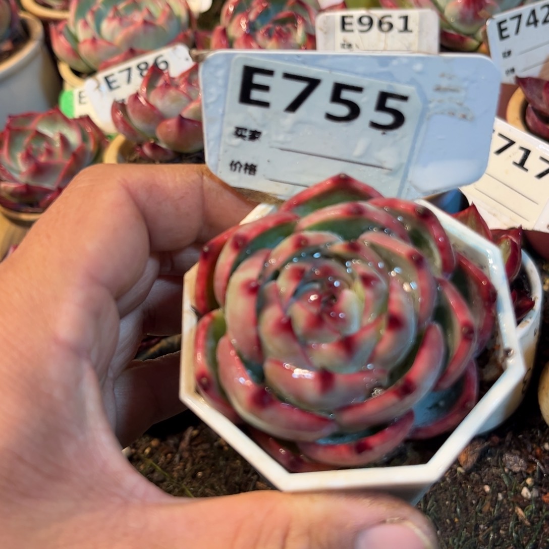 惊鸿一瞥755号多肉