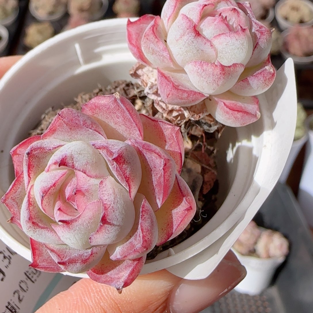 花语多肉1230-207散