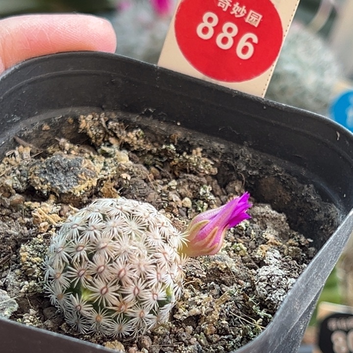 实生红花克氏丸2.2cm