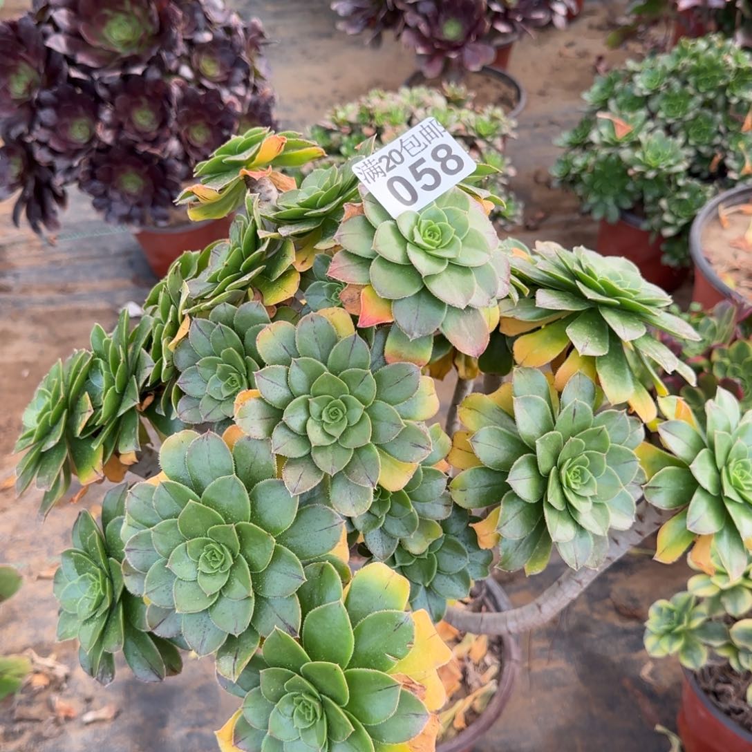 绿豆多肉058四年桩厚叶精控