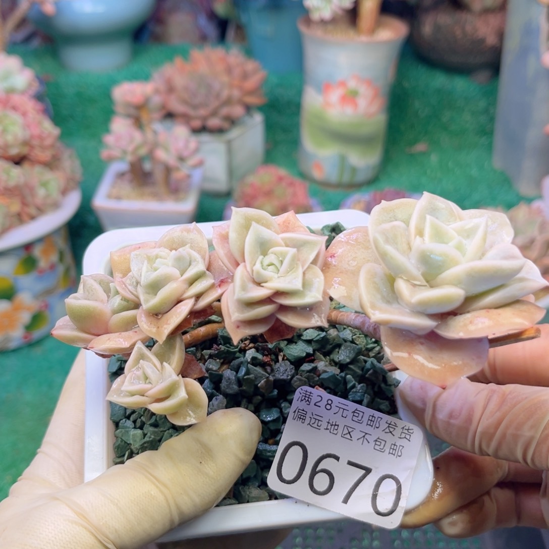 大0670；b f h f bv b b n