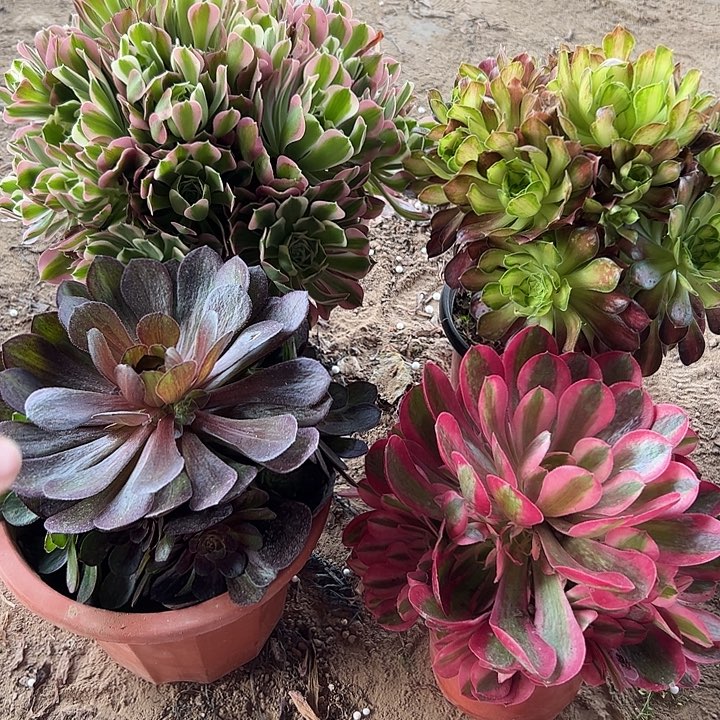 15包邮一物一拍组合福利