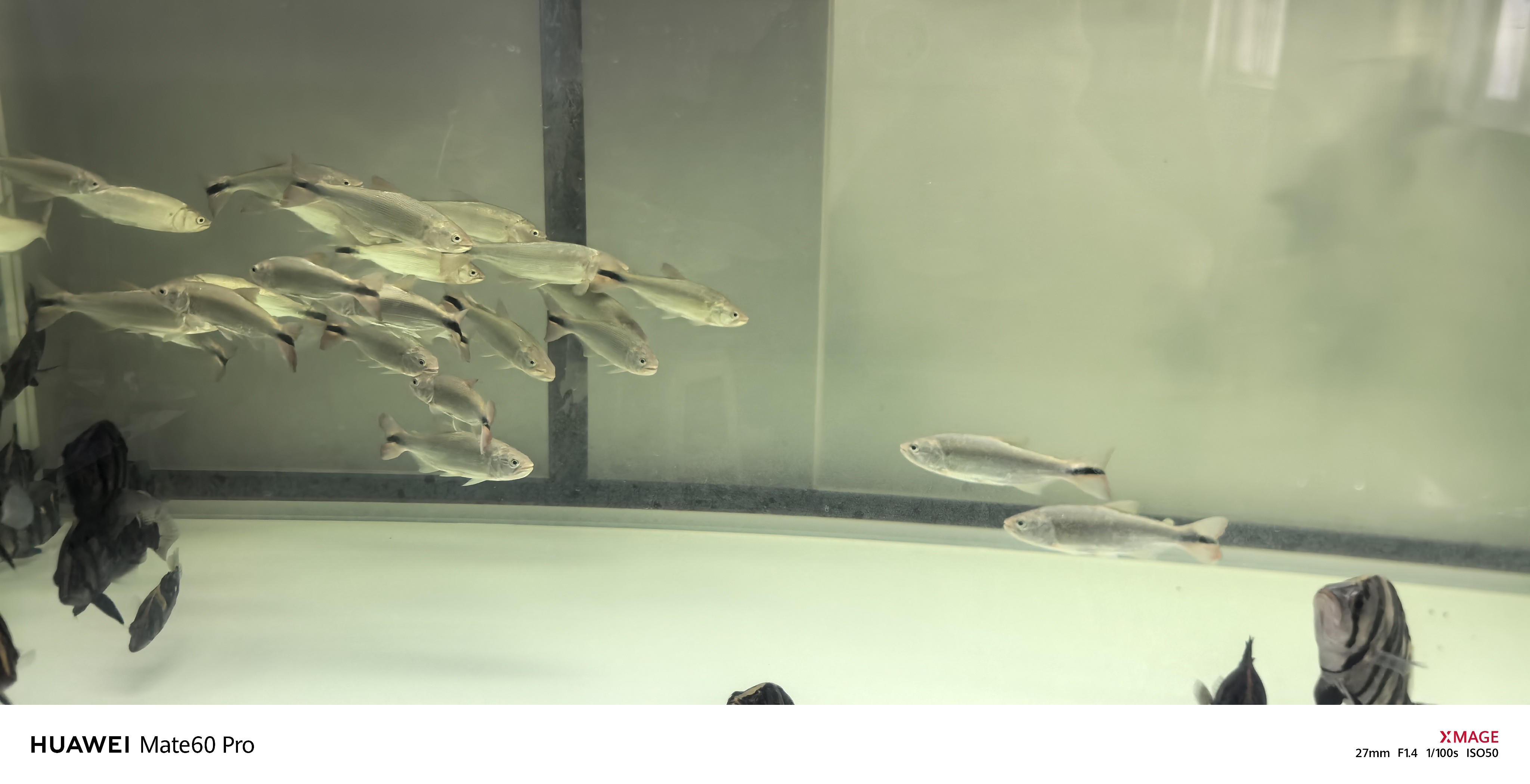 黄金河虎 加拉辛大型凶猛鱼淡水热带鱼观赏鱼活体
