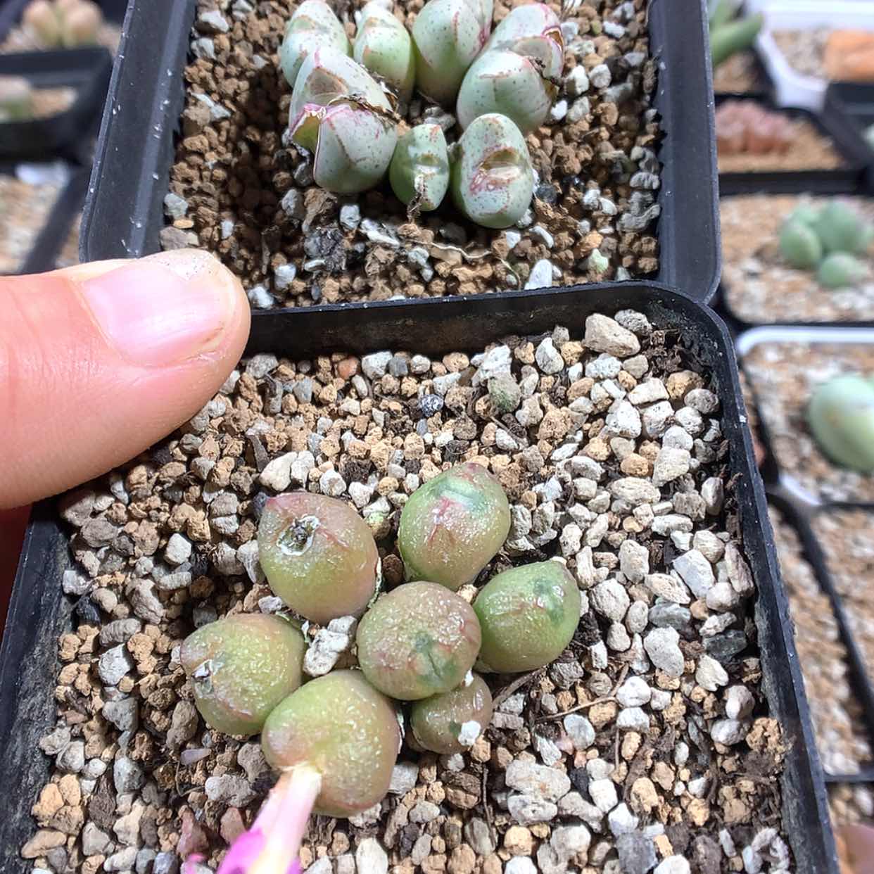 【闪购商品】2-24-38 肉锥2盆 22