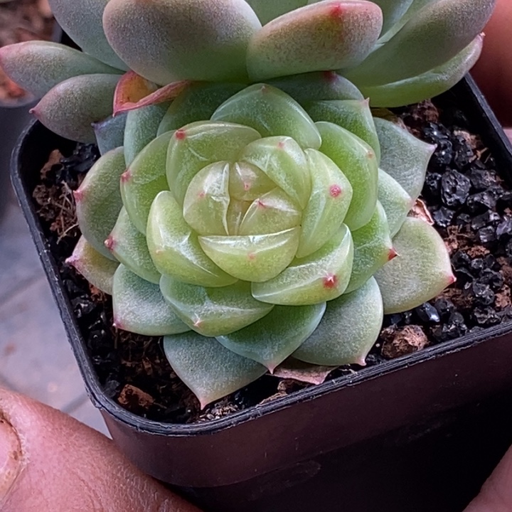 天官赐福百无禁忌