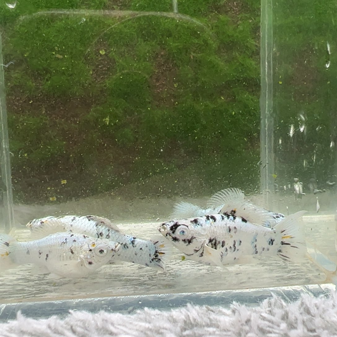 黑玛丽鱼鱼苗4条。 