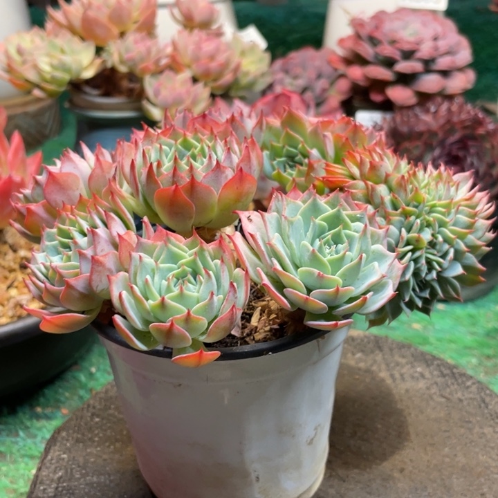 肥***露露西多肉一物一拍