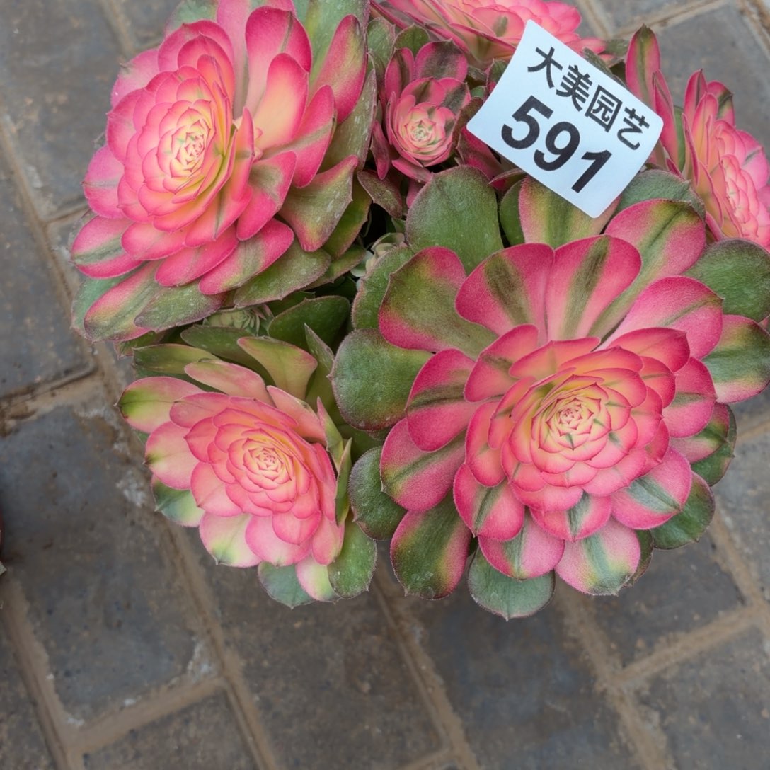 荔枝福利591肉肉肉肉肉