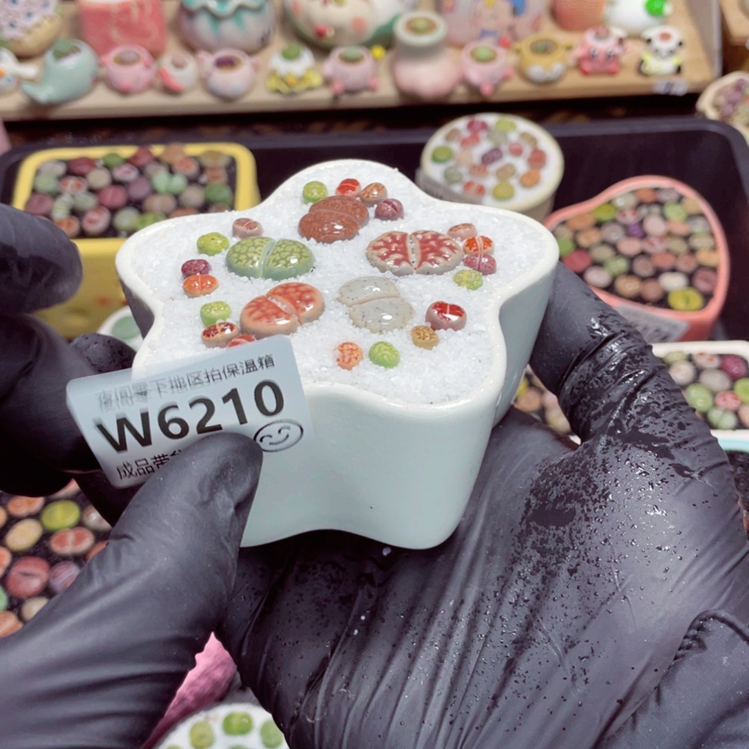 夜间零下地区拍保温箱w6210