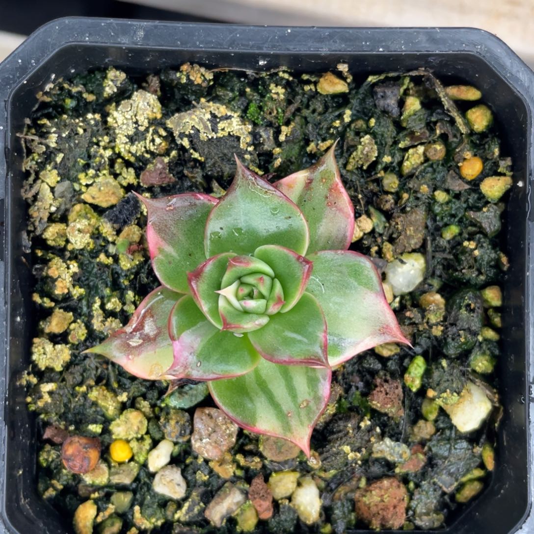 多肉植物，山人园艺