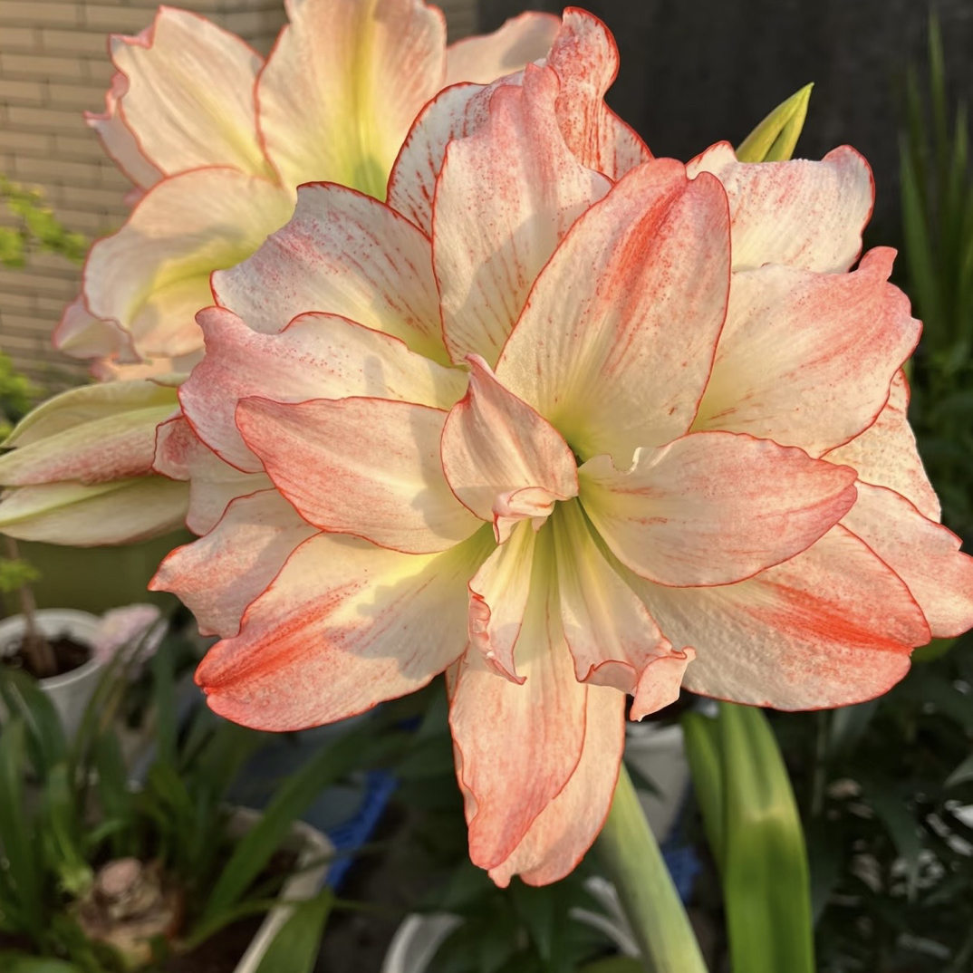 自然球《爱神直径6+》1颗朱顶红种球